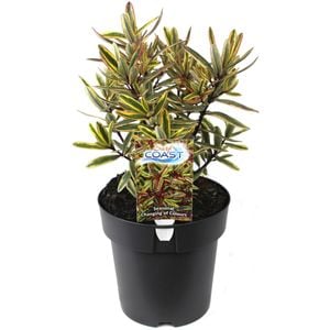 200mm Hebe SURF Coast PBR - Hebe speciosa