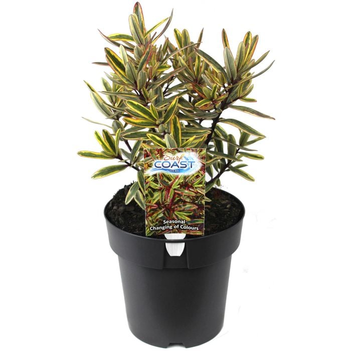 200mm Hebe SURF Coast PBR - Hebe speciosa
