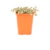 85mm Stonecrop - Sedum pellicuda ssp. marginalis
