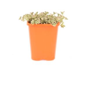 85mm Stonecrop - Sedum pellicuda ssp. marginalis
