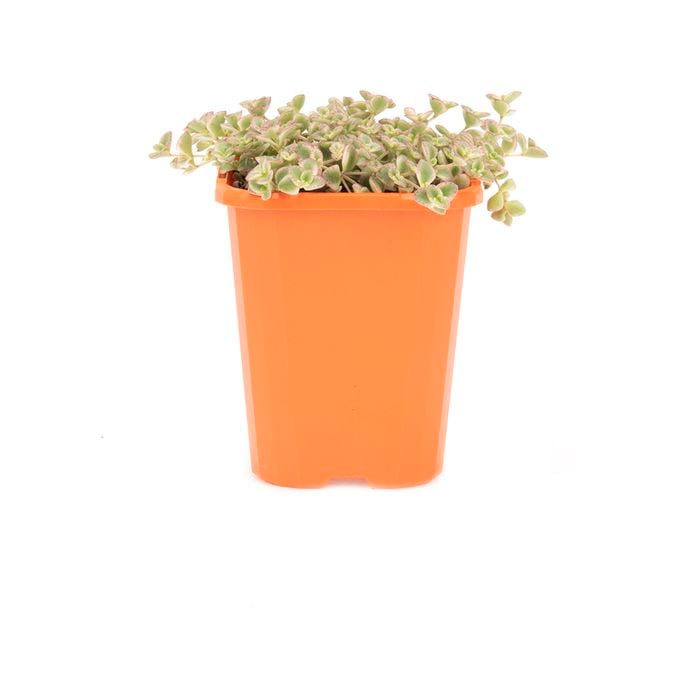 85mm Stonecrop - Sedum pellicuda ssp. marginalis