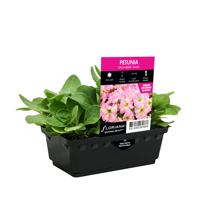 Punnet Petunia Strawberry Shake - Petunia hybrida Multiflora