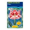 Fiesta Flower Bulbs Hippeastrum Popov