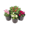 1.3L Double Primrose Assorted - Primula acaulis Primlet