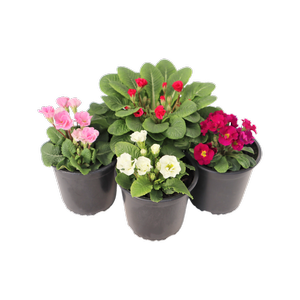 1.3L Double Primrose Assorted - Primula acaulis Primlet