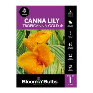 Bloomin' Bulbs Canna Tropicanna Gold - 1 Pack