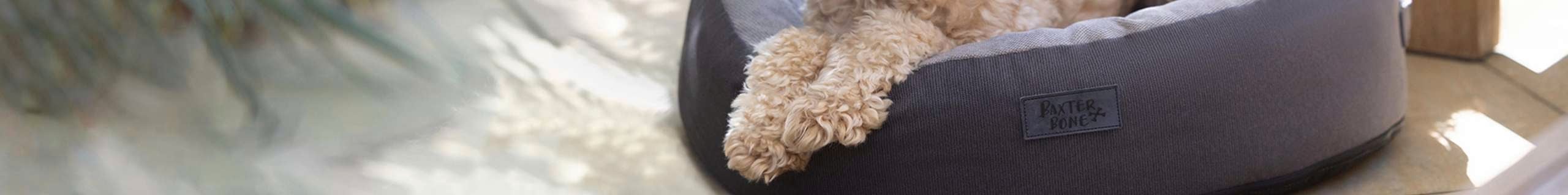 Dog sitting in bed.
