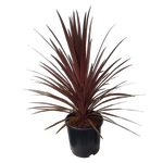 10L Cordyline Red Star - Cordyline australis Red Star
