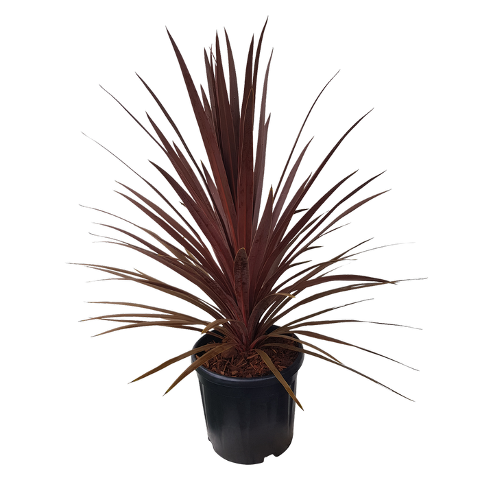 10L Cordyline Red Star - Cordyline australis Red Star