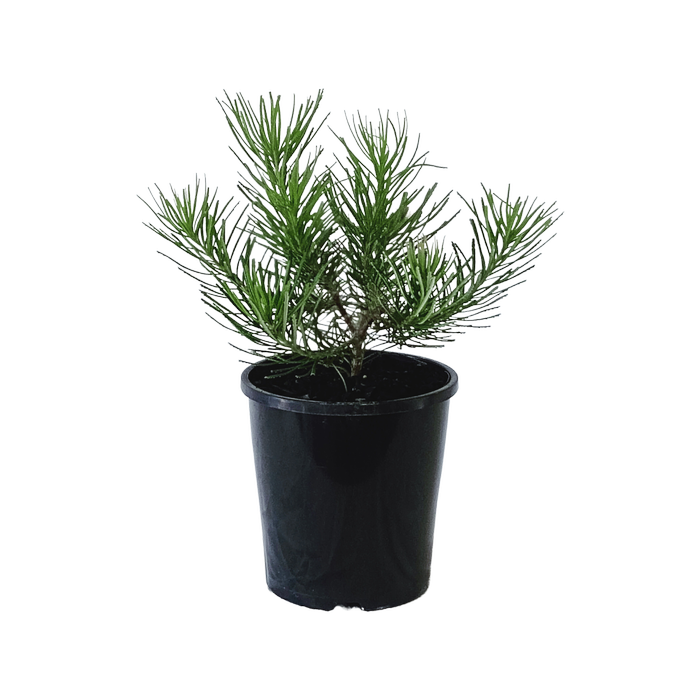 140mm Banksia Honeyeater Delight - Banksia spinulosa