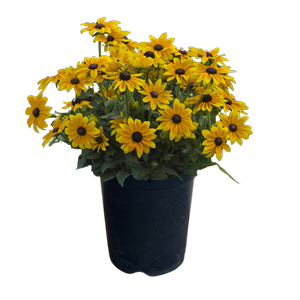 240mm Rudbeckia Sunbeckia Sophia - Rudbeckia hirta - Gardening Solutionz