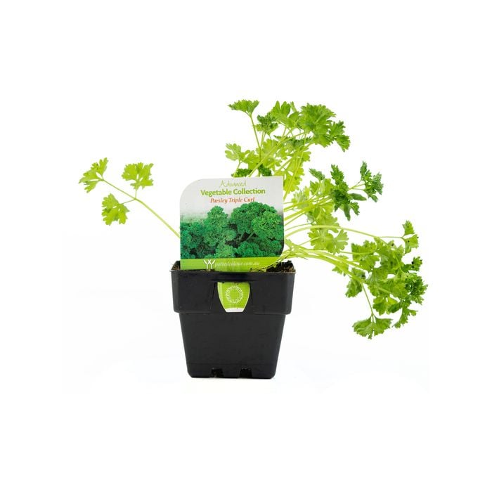 100mm Parsley Triple Curl - Petroselinum Crispum