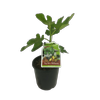 3L Fig Mrs Williams - Ficus species