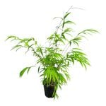 3.3L Fairy Bamboo - Bambusa Gracillis