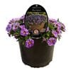 Gardening Solutionz 14cm Calipetite Blue Splash