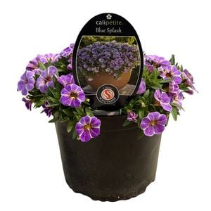 Gardening Solutionz 14cm Calipetite Blue Splash