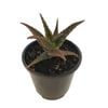 1.3L Aloe Snapper - Aloe hybrid