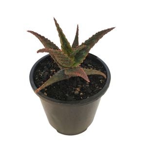 1.3L Aloe Snapper - Aloe hybrid