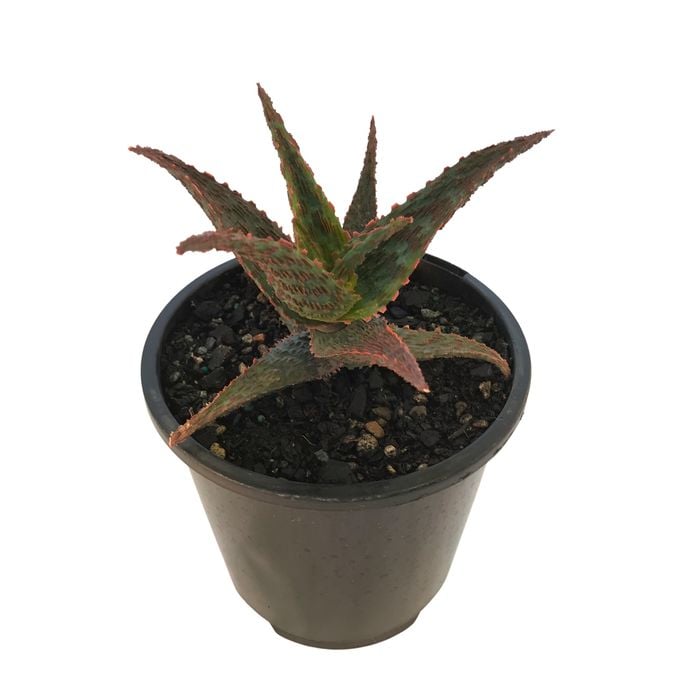 1.3L Aloe Snapper - Aloe hybrid