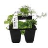 6 Cell Herb Mix - Fusion Herb Range