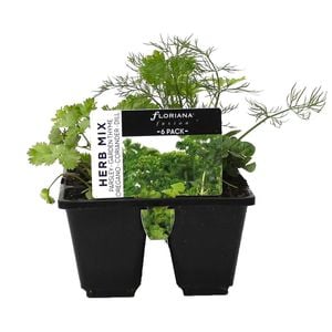 6 Cell Herb Mix - Fusion Herb Range