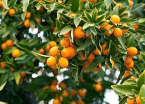 Overhead image of a cumquat tree, with bright orange cumquats surrounded by long green leaves.