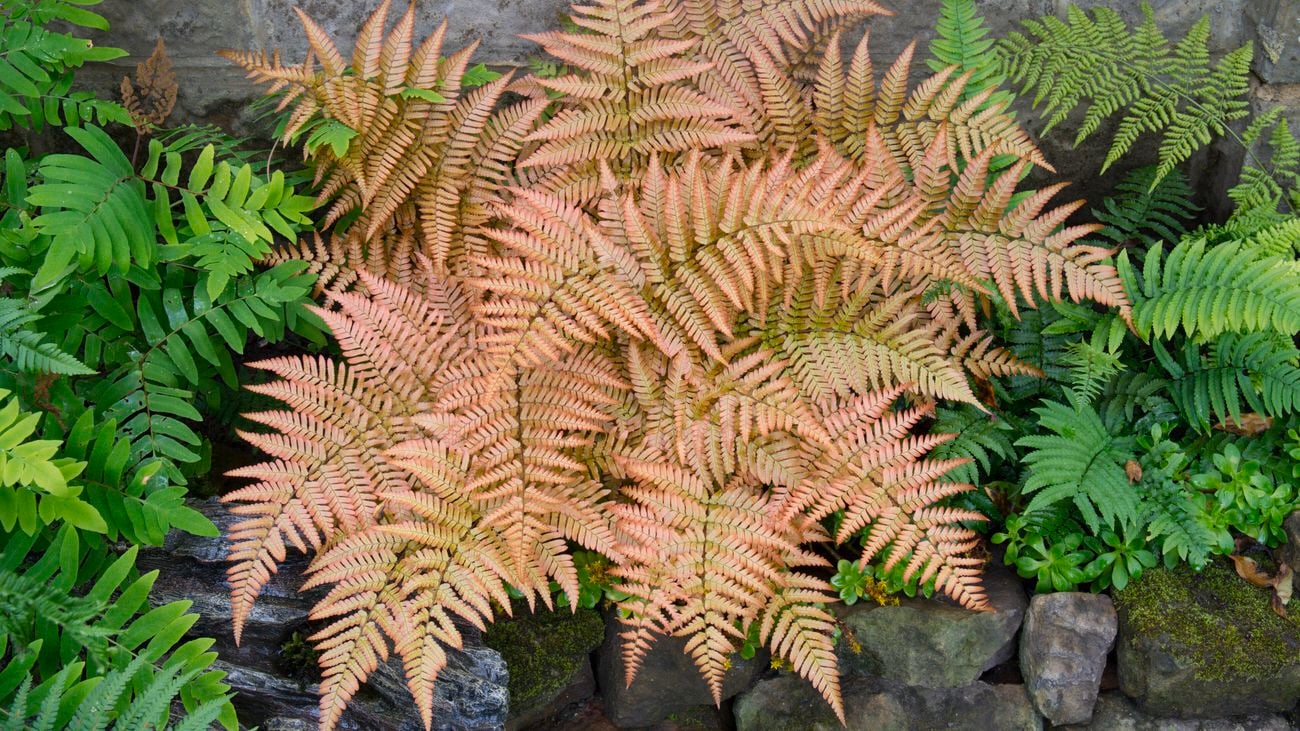 An autumn fern