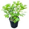 4L Pseudopanax Cyril Watson Pot
