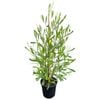 4L Ake Ake - Dodonea viscosa