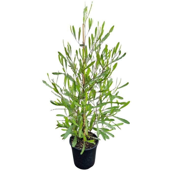 4L Ake Ake - Dodonea viscosa