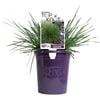 140mm Deschampsia TOP KNOT Emerald
