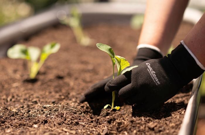 A gloved hand is holding a seedling while others are placed in the soil