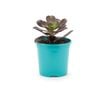 105mm Bright and Easy - Aeonium Arboreum Atropurpeum