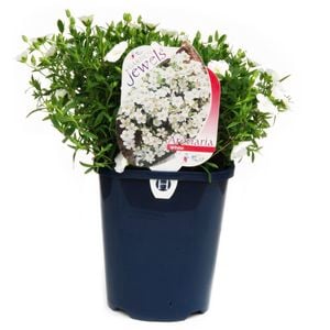150mm Mountain Sandwort - Arenaria montana