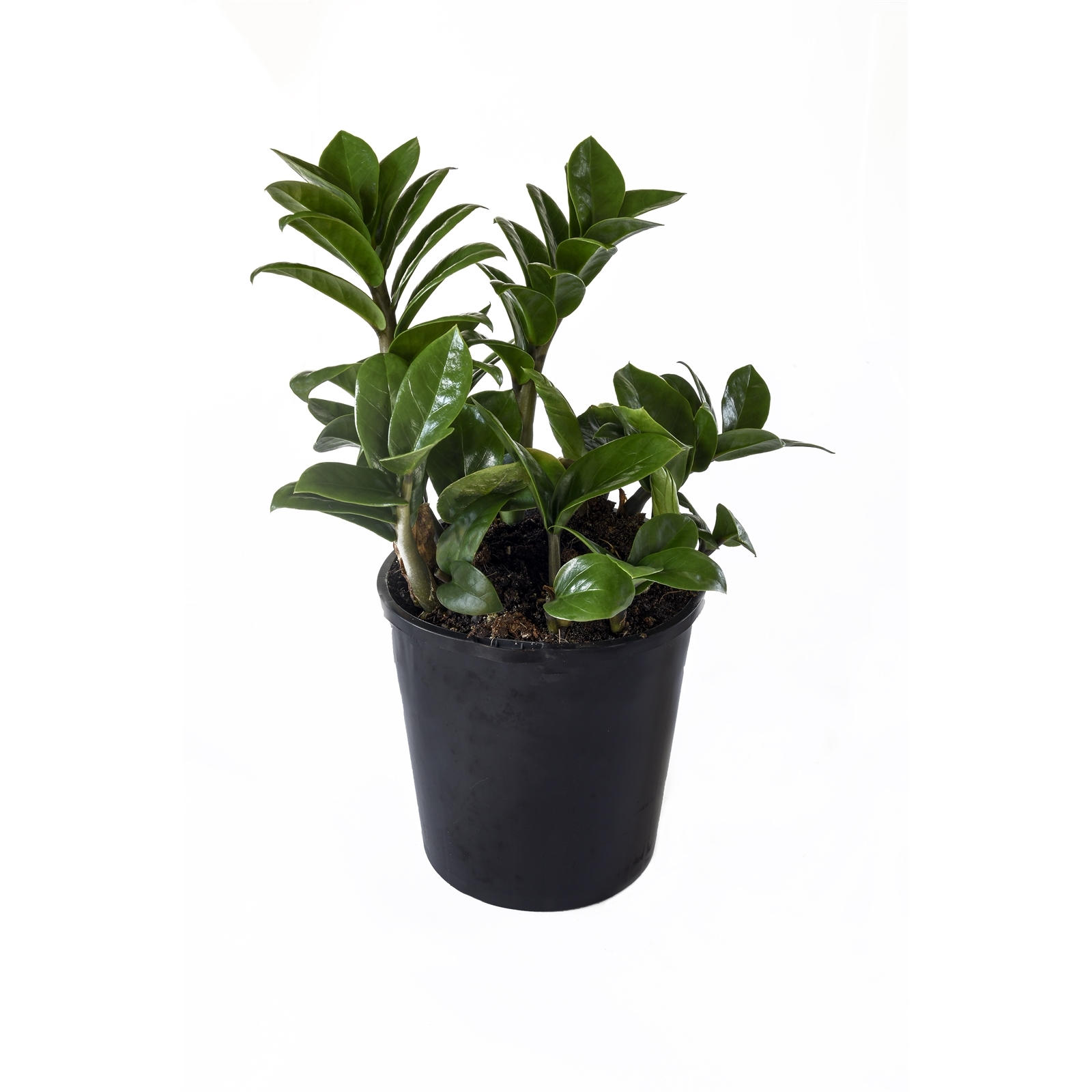 140mm Zanzibar 'Zenzii' - Zamioculcas Zamiifolia Zenzii - Bunnings Australia