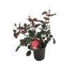 2.5L Showpiece Rose Lipstick - Rosa