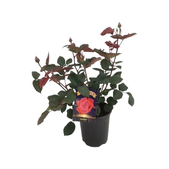 2.5L Showpiece Rose Lipstick - Rosa