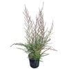 4L Tea Tree / Manuka - Leptospermum Wiri Shelly