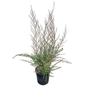4L Tea Tree / Manuka - Leptospermum Wiri Shelly