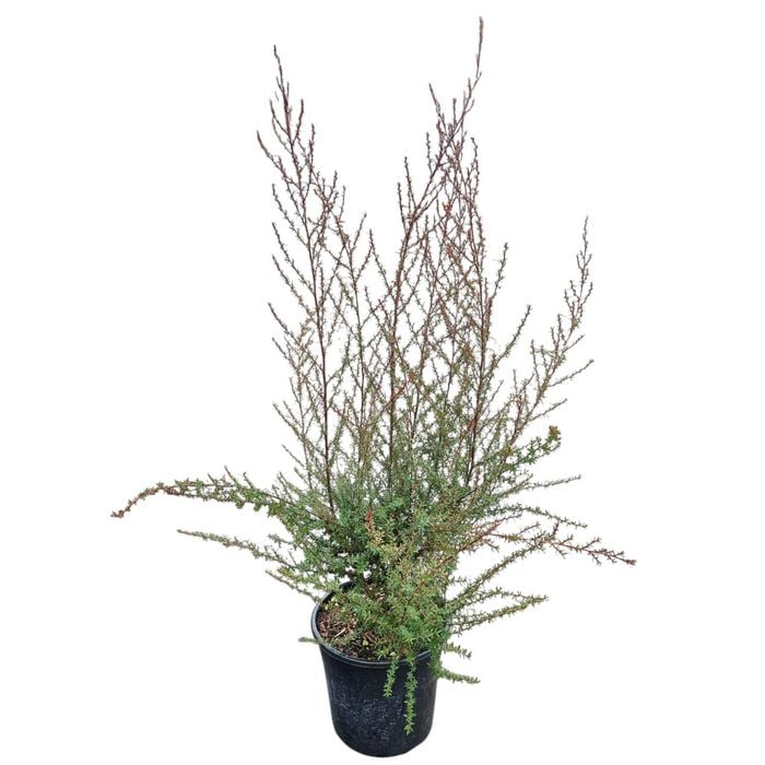 4L Tea Tree / Manuka - Leptospermum Wiri Shelly