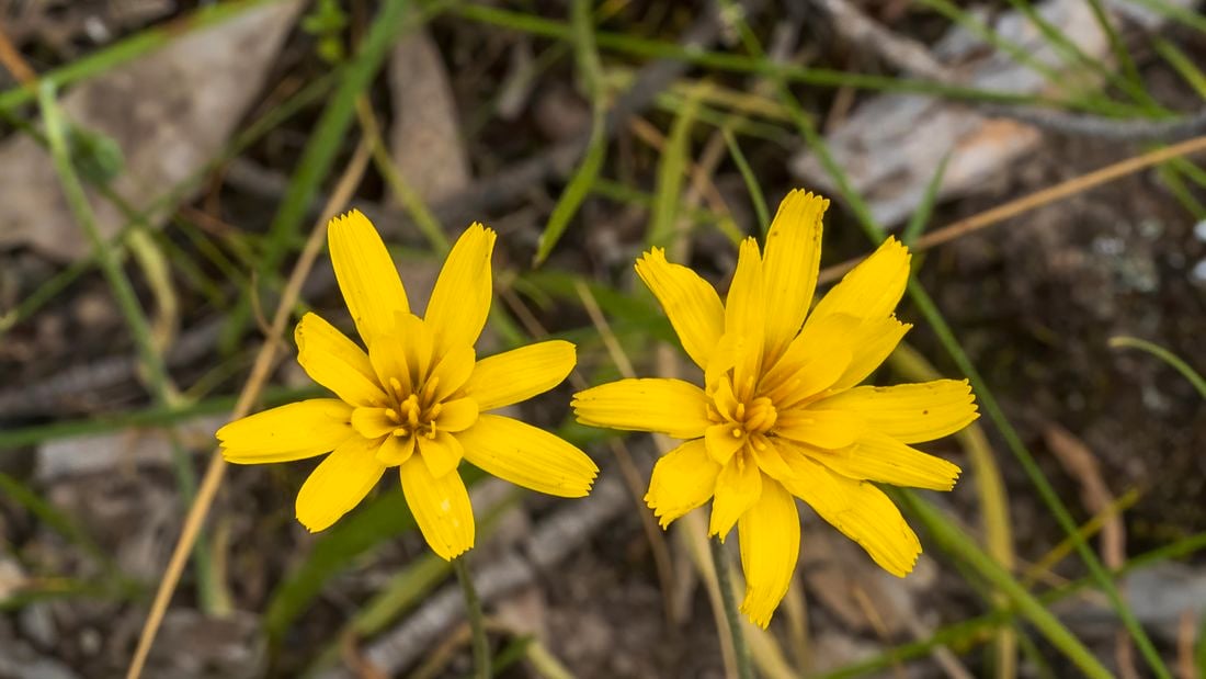 Yam daisy plants with yellow flowers