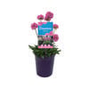140mm Armeria Daydream DREAMERIA® - Armeria pseudarmeria