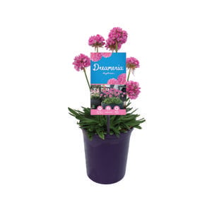 140mm Armeria Daydream DREAMERIA® - Armeria pseudarmeria