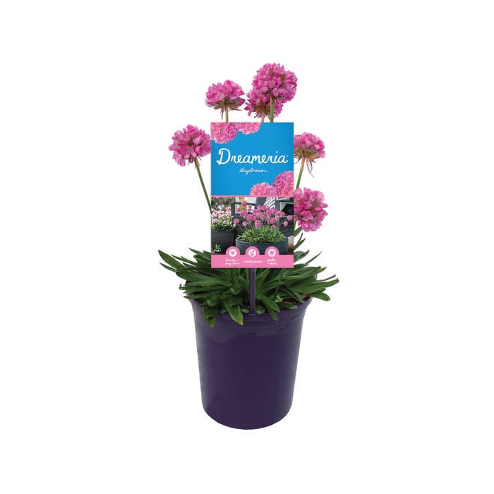 140mm Armeria Daydream DREAMERIA® - Armeria pseudarmeria