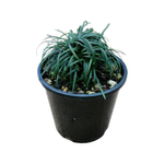 1.3L Dwarf Mondo - Ophiopogon japonicus Nana