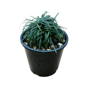 1.3L Dwarf Mondo - Ophiopogon japonicus Nana