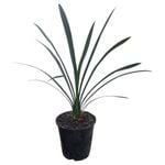 3.3L Kaffir Lily - Clivia miniata