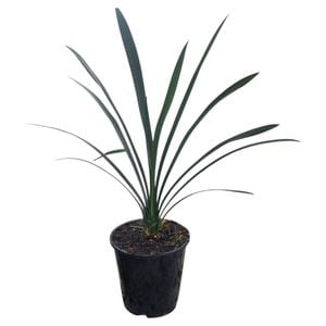 3.3L Kaffir Lily - Clivia miniata