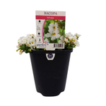 150mm Bacopa White - Sutera cordata