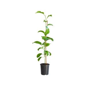 Nellie Kelly 120mm Passionfruit Non Grafted Panama Red - Passiflora edulius